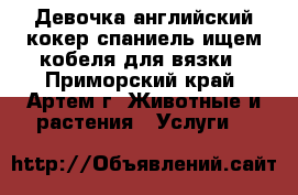 Девочка английский кокер-спаниель ищем кобеля для вязки - Приморский край, Артем г. Животные и растения » Услуги   